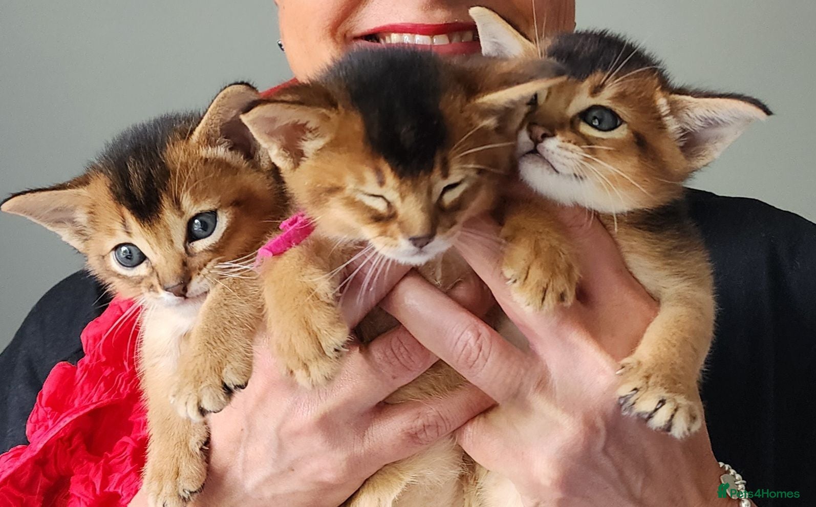 Abyssinian cats Adorable Pedigree Abyssinian kittens  - Advert 1