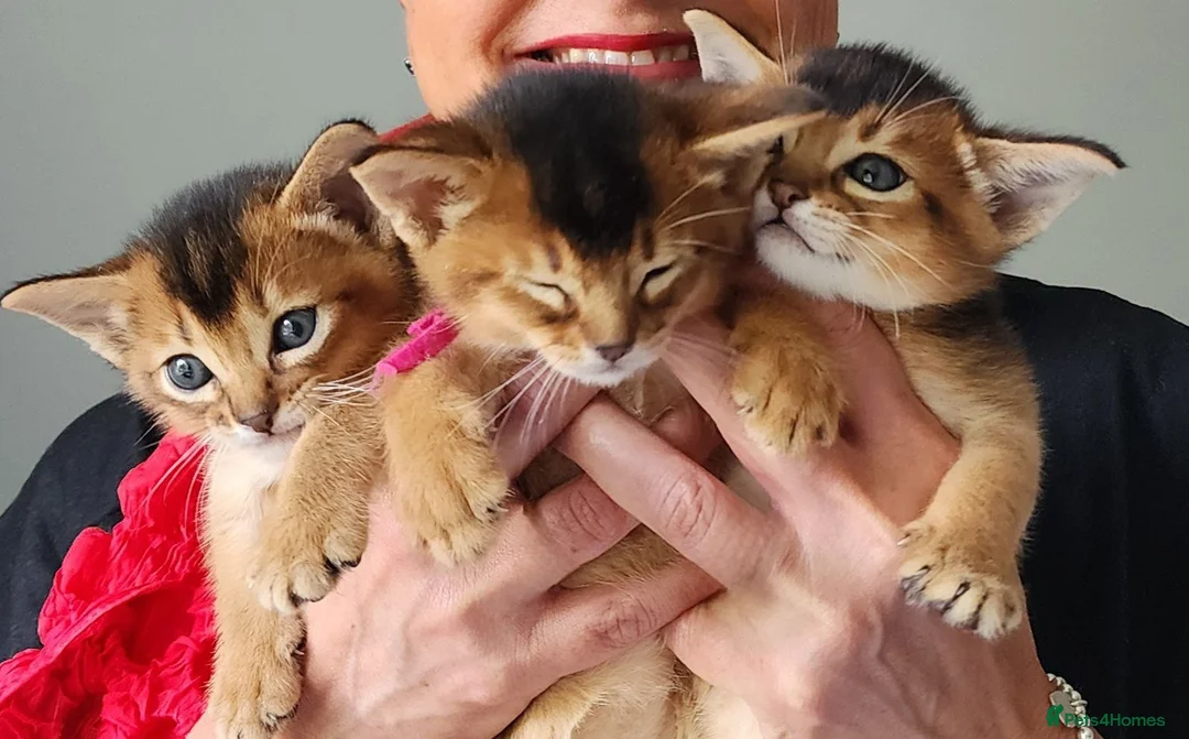 Abyssinian cats for sale: Adorable Abyssinian kittens  - Advert 2