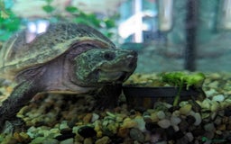Turtle reptiles for sale: Two common musk turtles  - Image 2