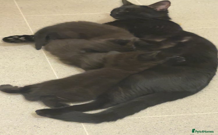 Domestic Shorthair cats - Advert 9