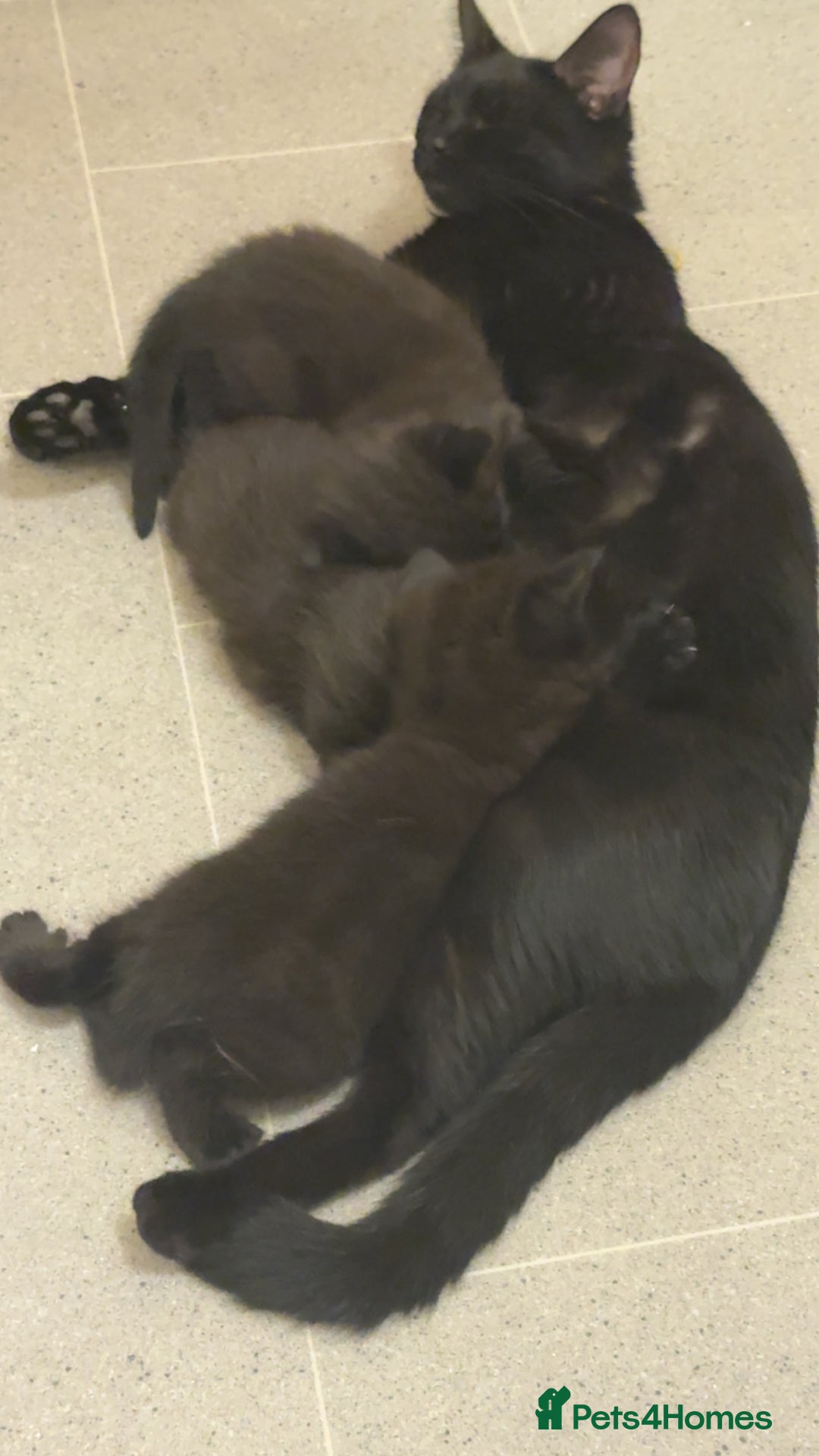 Domestic Shorthair cats for sale: Black kitten - Image 1