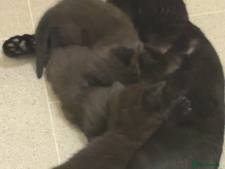 Domestic Shorthair cats - Advert 13