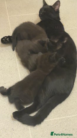Domestic Shorthair cats - Advert 11