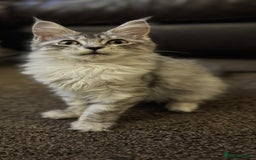 Maine Coon cats for sale: Female Mainecoon for sale - Image 2
