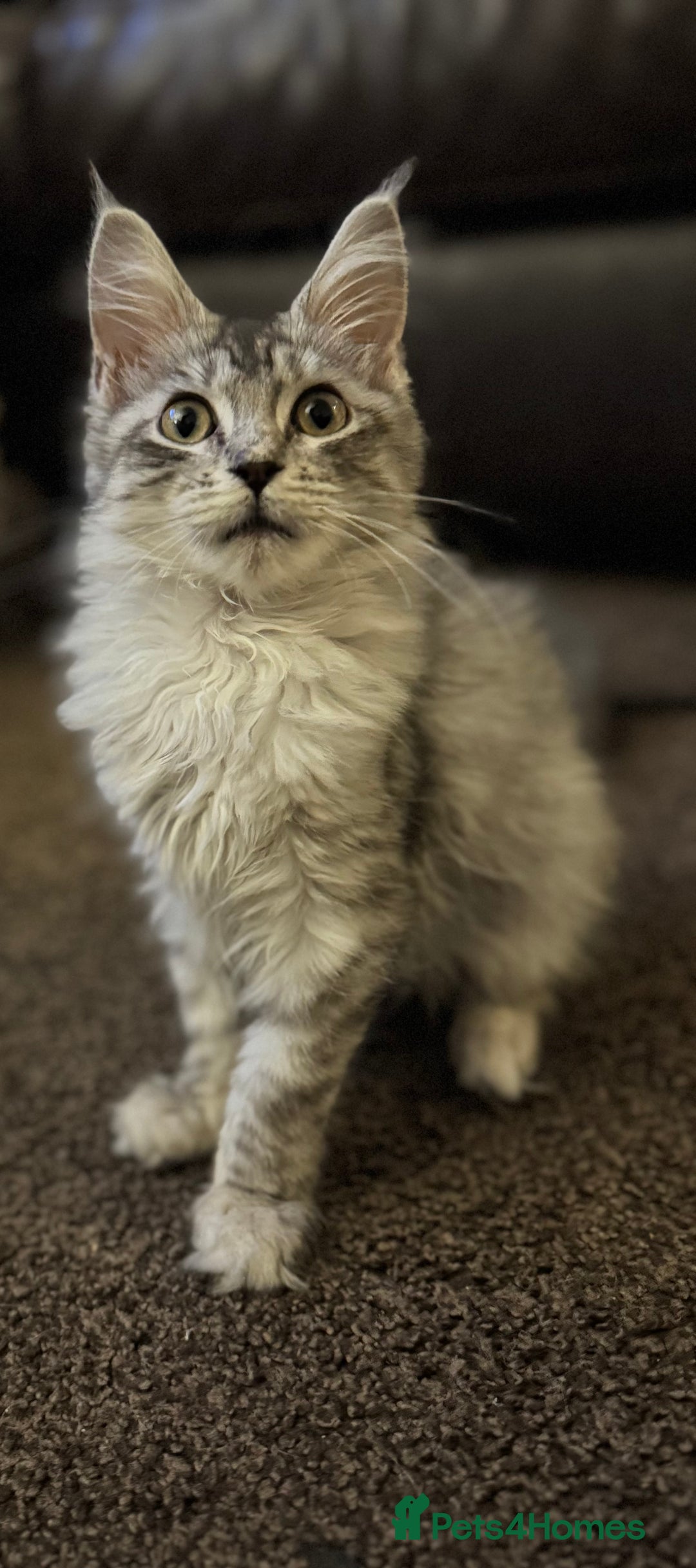 Maine Coon cats for sale: Female Mainecoon for sale - Image 2