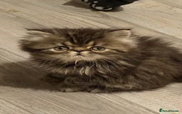 Persian cats for sale: Luxury Persian Kittens -  - Image 8