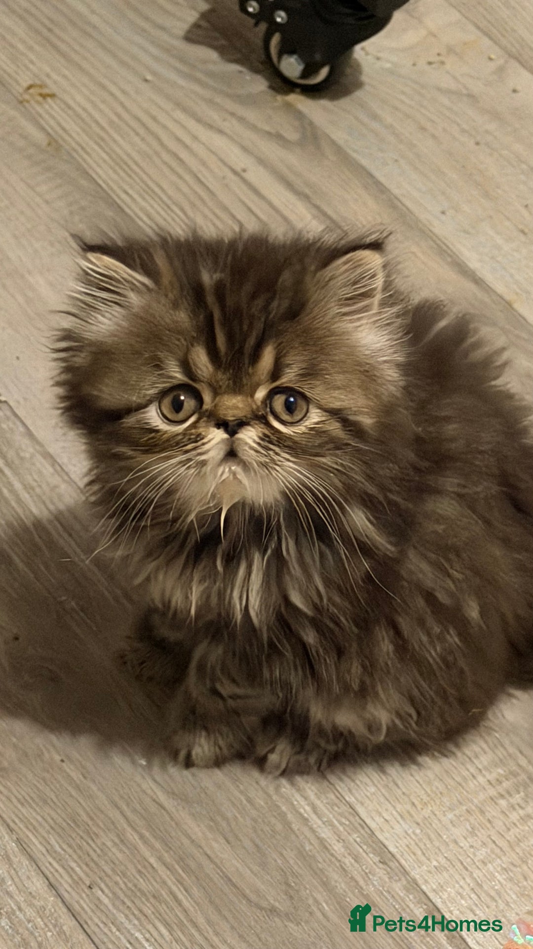 Persian cats for sale: Luxury Persian Kittens -  - Image 8