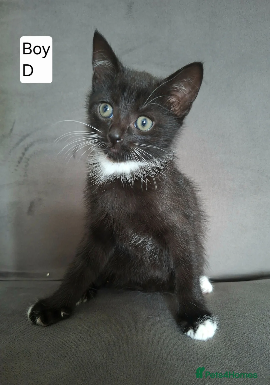 Mixed Breed cats for sale: Kittens for sale - Advert 9