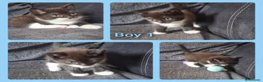 British Longhair Kitten 1