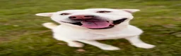 Mixed Breed dogs for adoption: Suki ready for adoption (23 kgs) in Bristol - Advert 6
