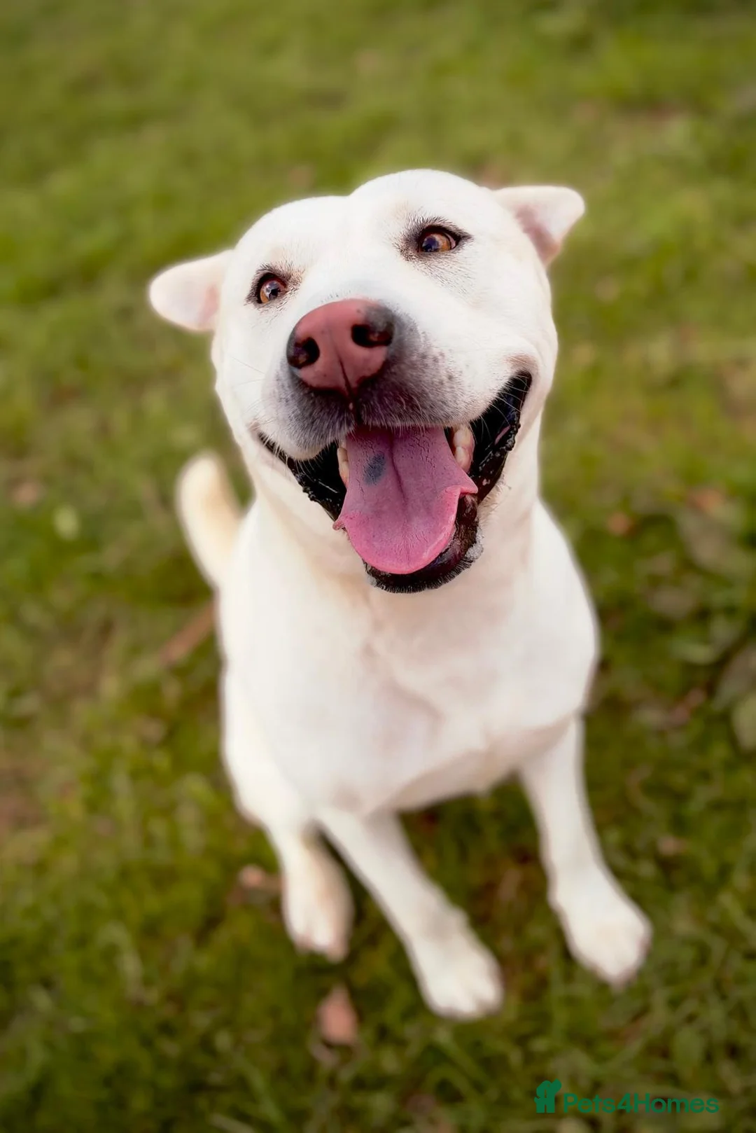 Mixed Breed dogs for adoption: Suki ready for adoption (23 kgs) in Bristol - Advert 6