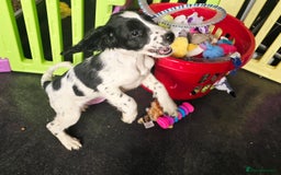 English Springer Spaniel dogs for sale: Part Trained ESS KC Girl Pup. Health Tested- Ready - Image 8