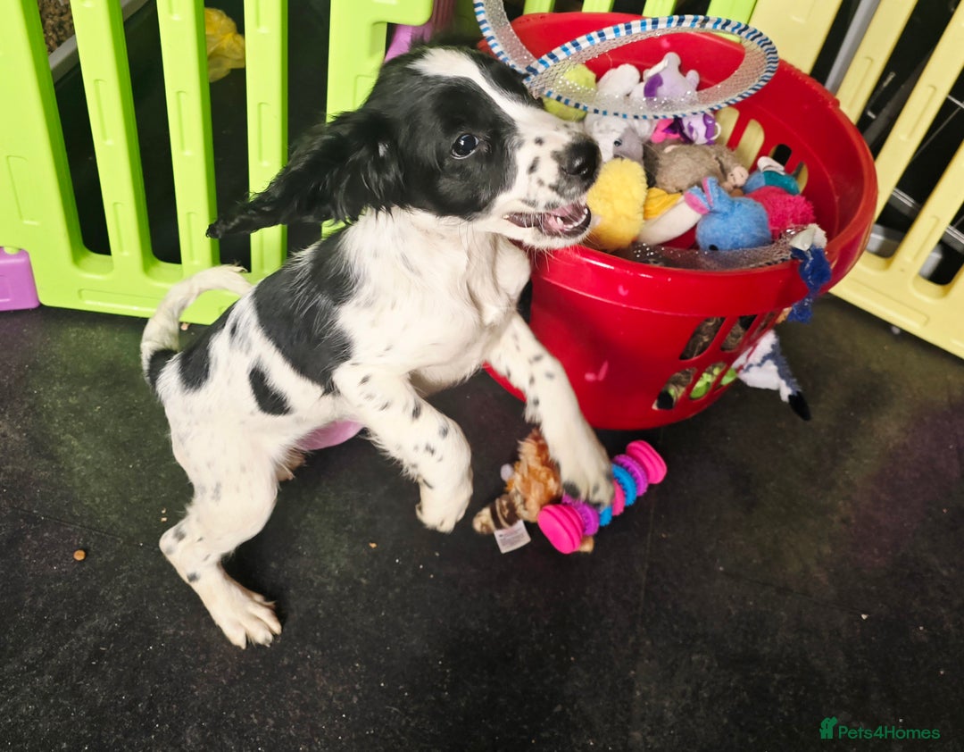 English Springer Spaniel dogs for sale: Part Trained ESS KC Girl Pup. Health Tested- Ready - Image 8
