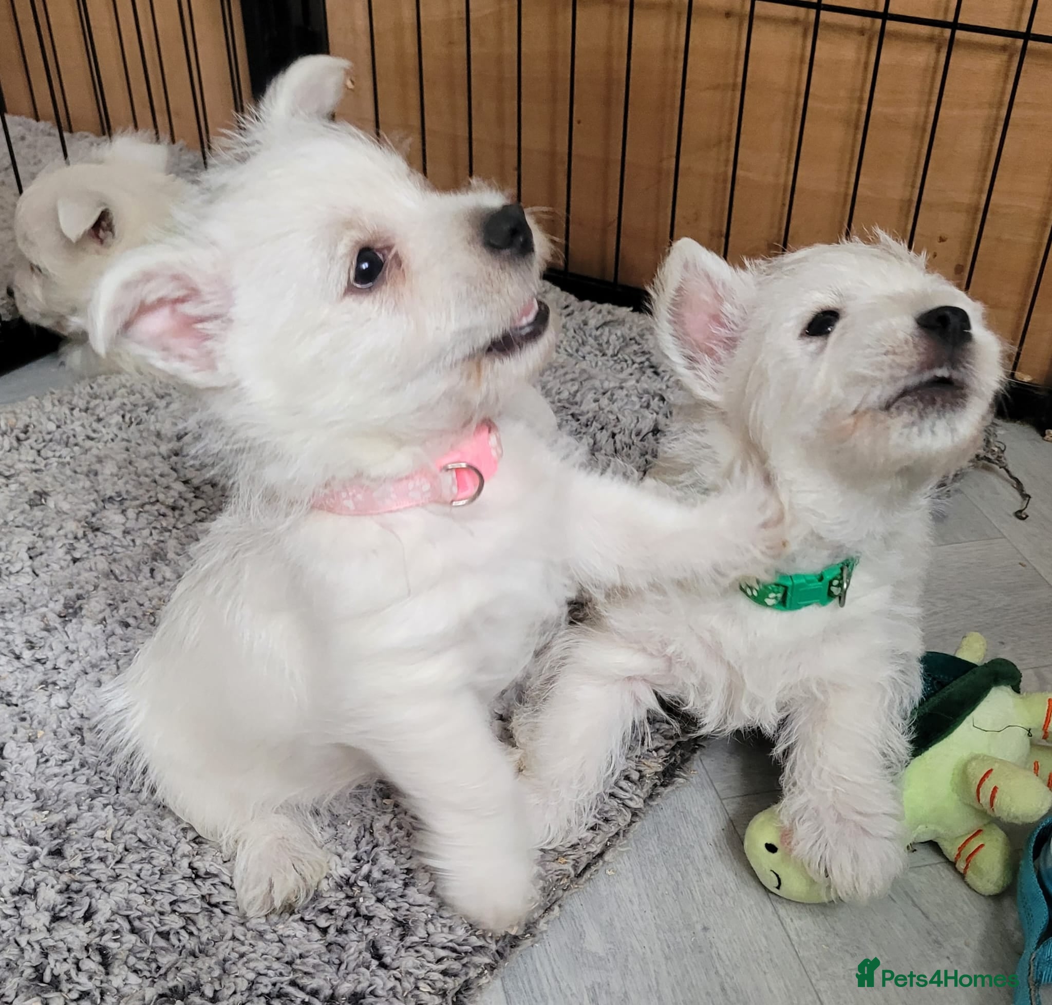 West Highland Terrier dogs KC Reg Westie Pups – Champion Lines - Advert 1