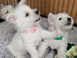 West Highland Terrier dogs KC Reg Westie Pups – Champion Lines - Advert 2