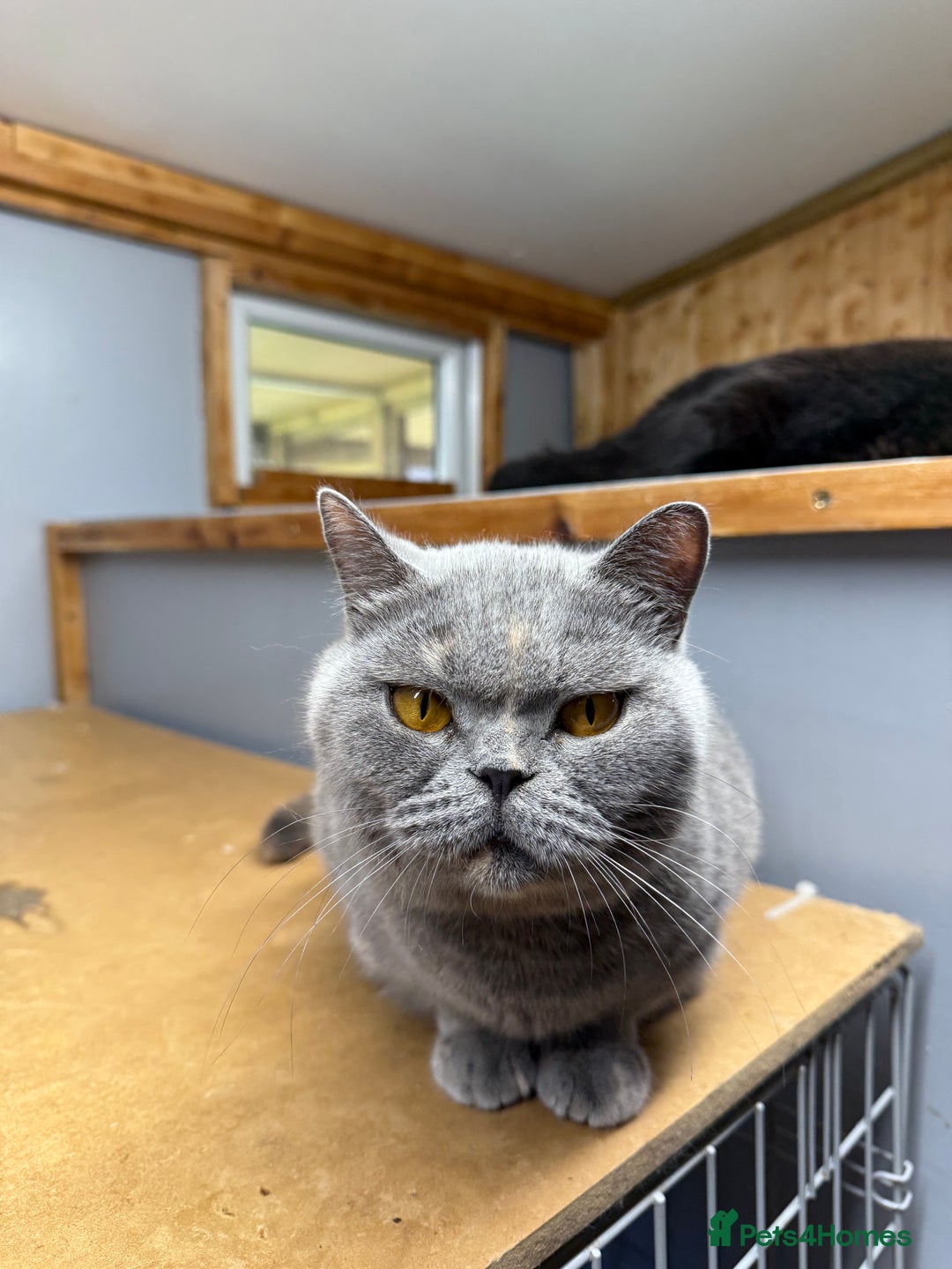British Shorthair cats for sale: Venus GCCF registered queen - Image 2