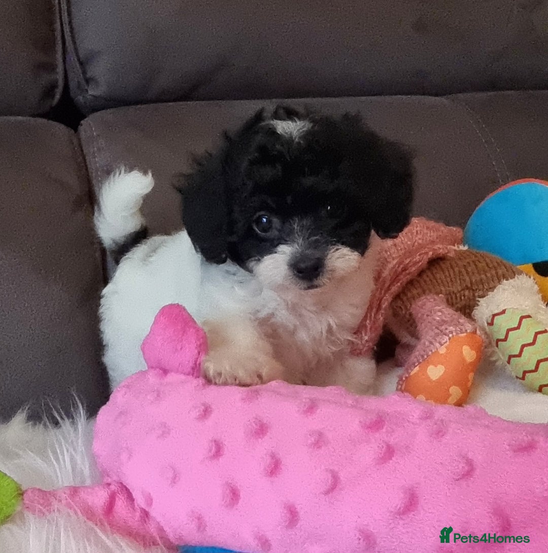 Cockapoo dogs for sale: Best Friend Sofa Companions 🥰 Fully vaccinated  - Image 17