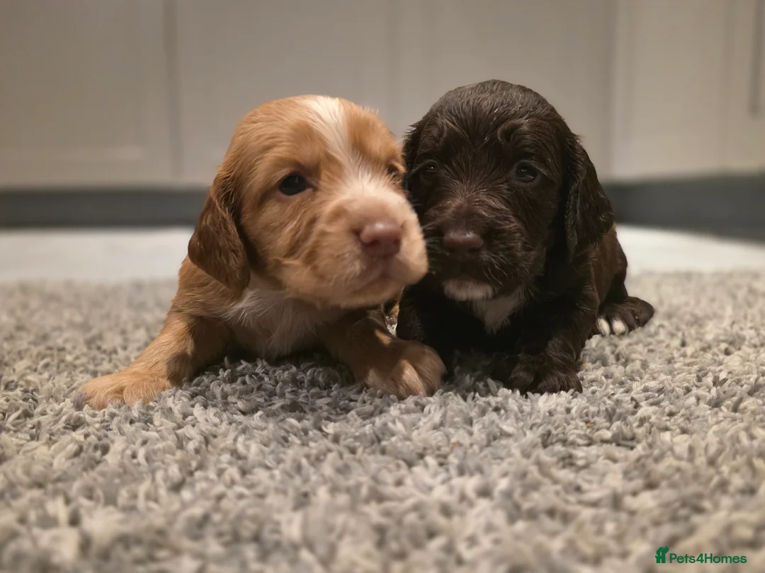 Cocker Spaniel dogs for sale: Beautiful Working cocker spaniel puppies - Advert 9