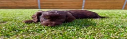 Cockapoo dogs for sale: Beautiful F1 Cockapoo Babies 🐾🐾🐾 - Advert 18