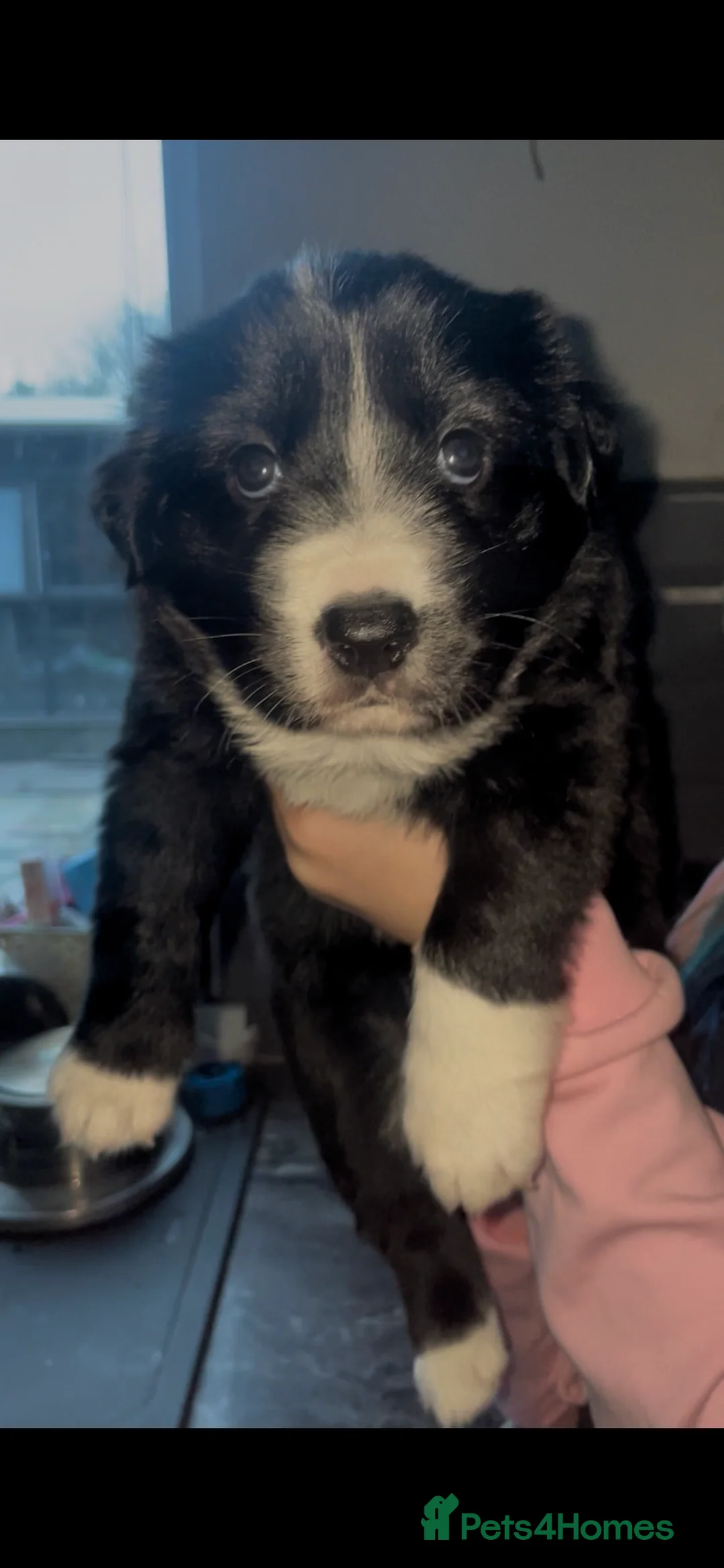Mixed Breed dogs for sale: ⭐️BOTH PUPS RESERVED border collie x GSD pups⭐️ - Advert 1