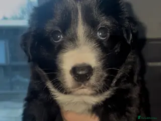 Mixed Breed dogs ⭐️💕 1 GIRL LEFT! - border collie x GSD pups 💕⭐️ - Advert 14