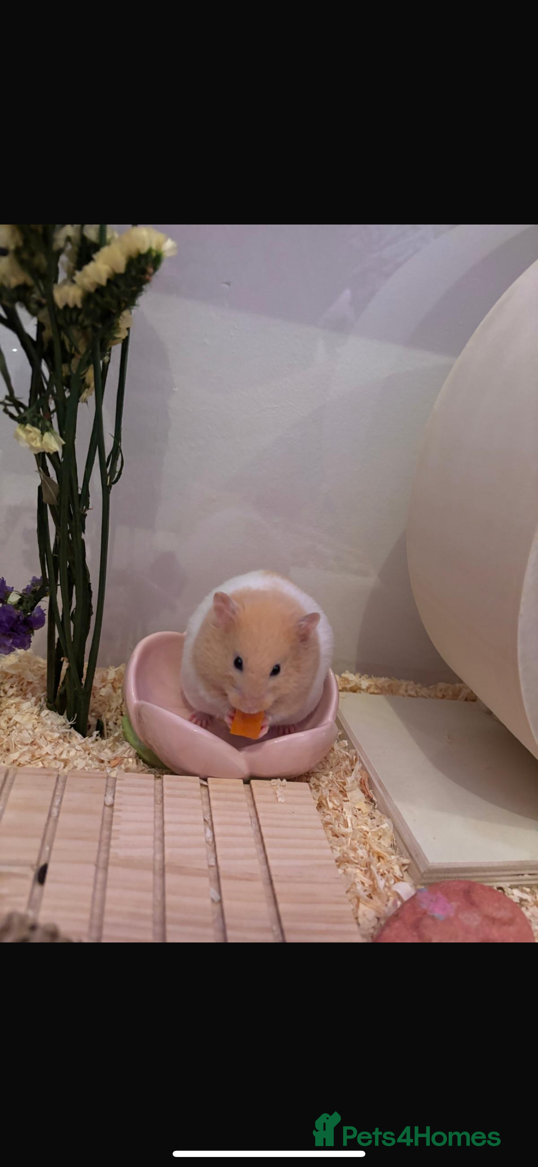 Hamster rodents for sale: syrian male hamster  - Advert 1