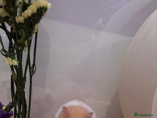 Hamster rodents syrian male hamster - Advert 1