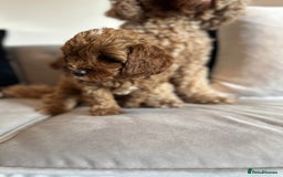 Cavapoo dogs for sale: Stunning Red Cavapoo Boys  - Image 4