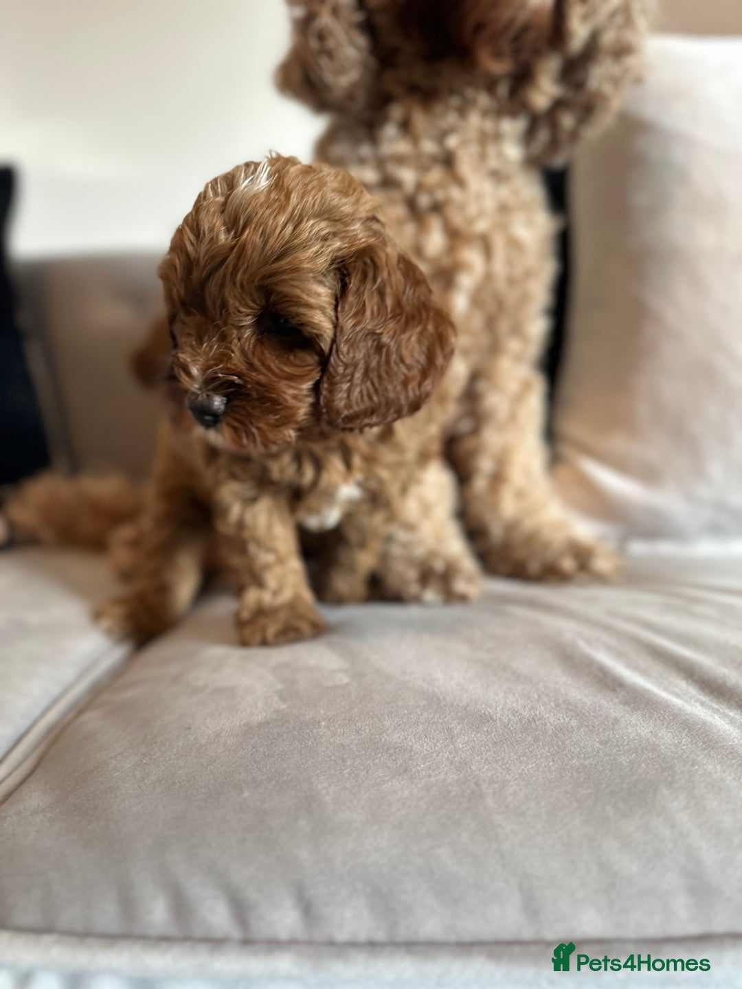 Cavapoo dogs for sale: Stunning Red Cavapoo Boys  - Image 4