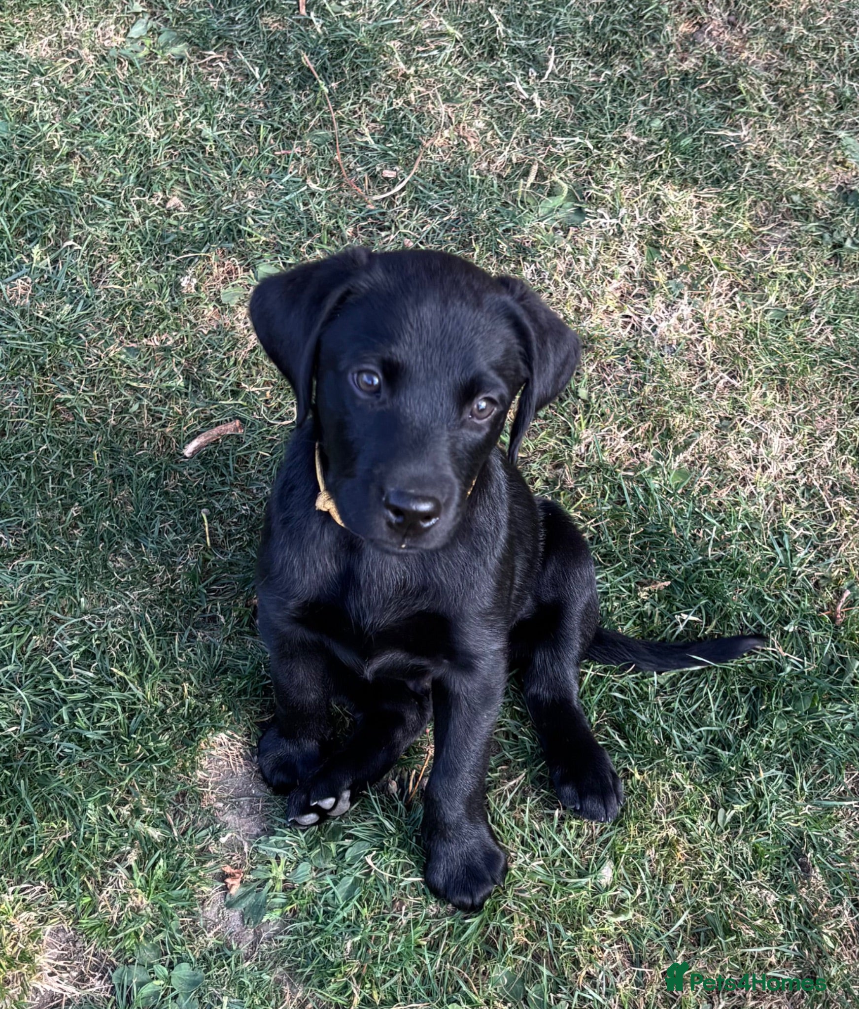 Labrador Retriever dogs KC Reg.Parents Fully Health Tested.Ready Now - Advert 2