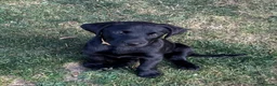 Labrador Retriever dogs for sale: KC Reg.Parents Fully Health Tested.Ready Now - Advert 7
