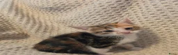 Mixed Breed cats for sale: Kittens  - Advert 8