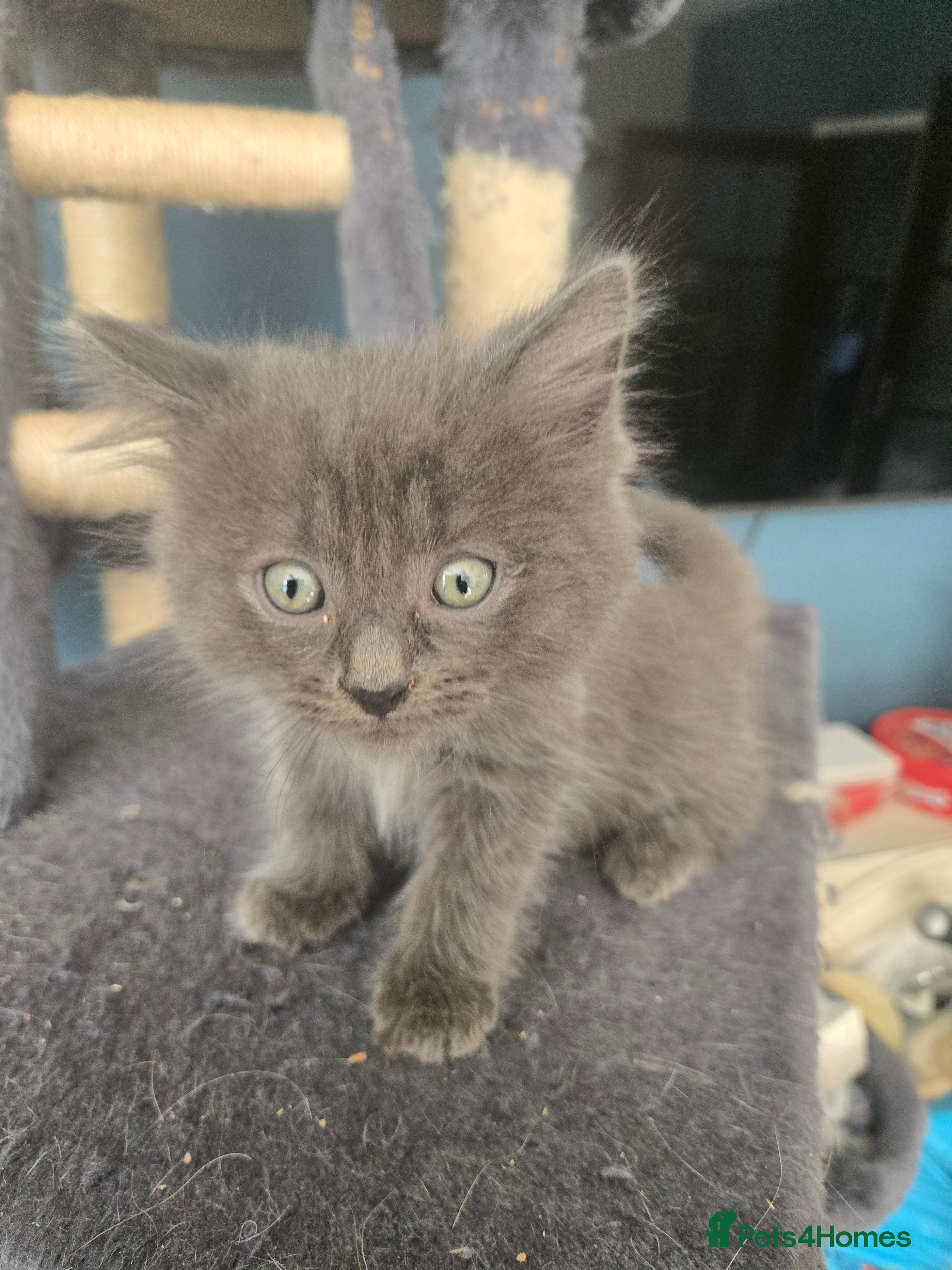 Ragdoll cats for sale: 11 Half-Ragdolls from £100 (READY TO LEAVE) - Advert 1
