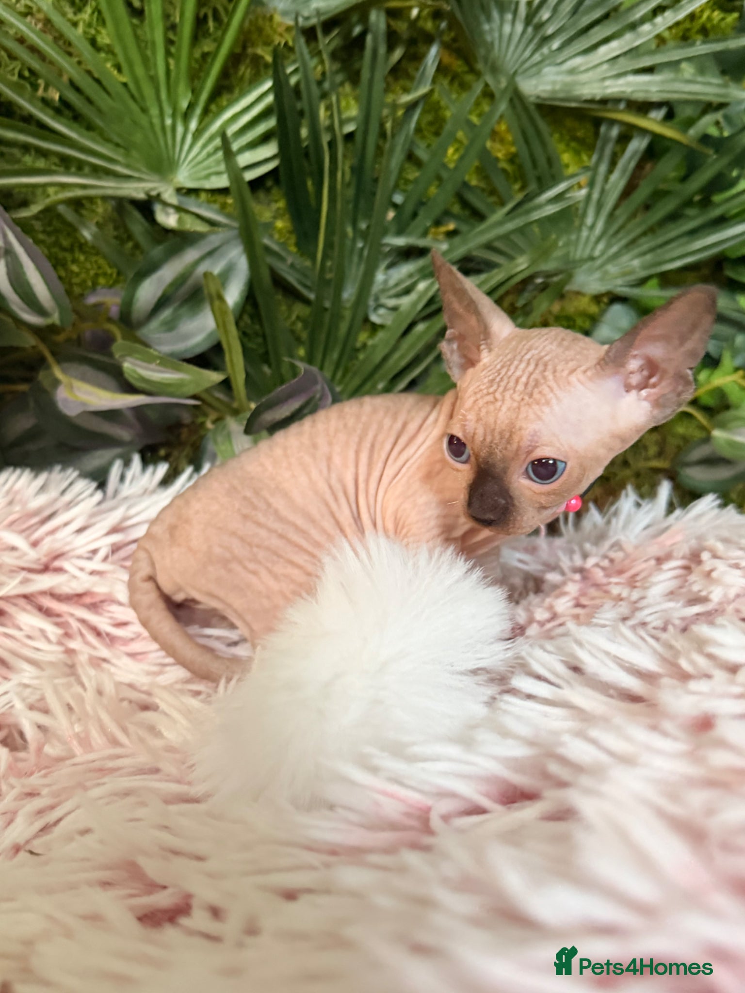 Sphynx cats for sale: 3 stunning kittens available! - Advert 7