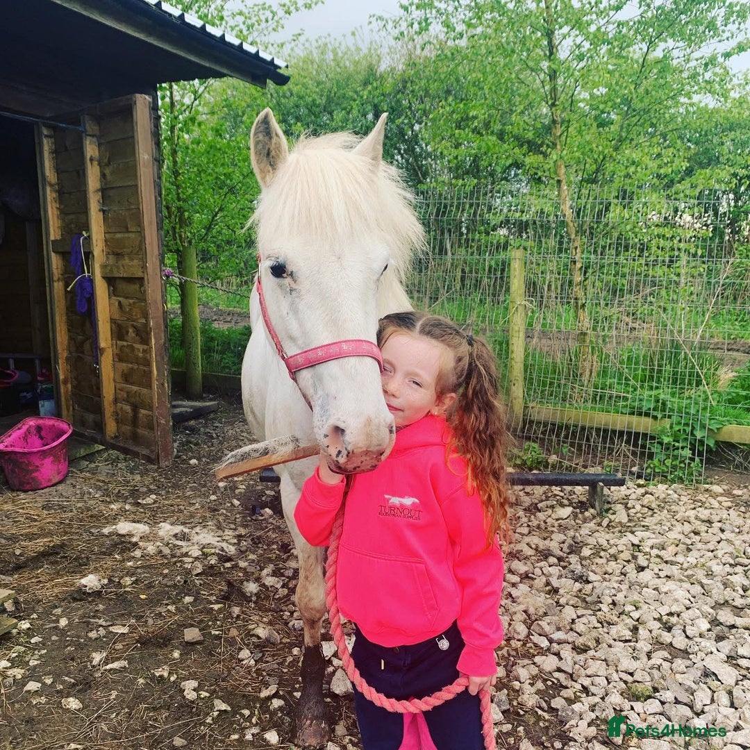 Riding pony horses for sale: For Sale Kids Lead Rein Pony! Safe and Bombproof - Advert 32