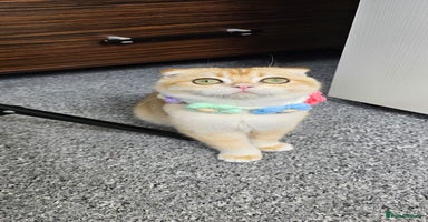Scottish Fold cats - Advert 5
