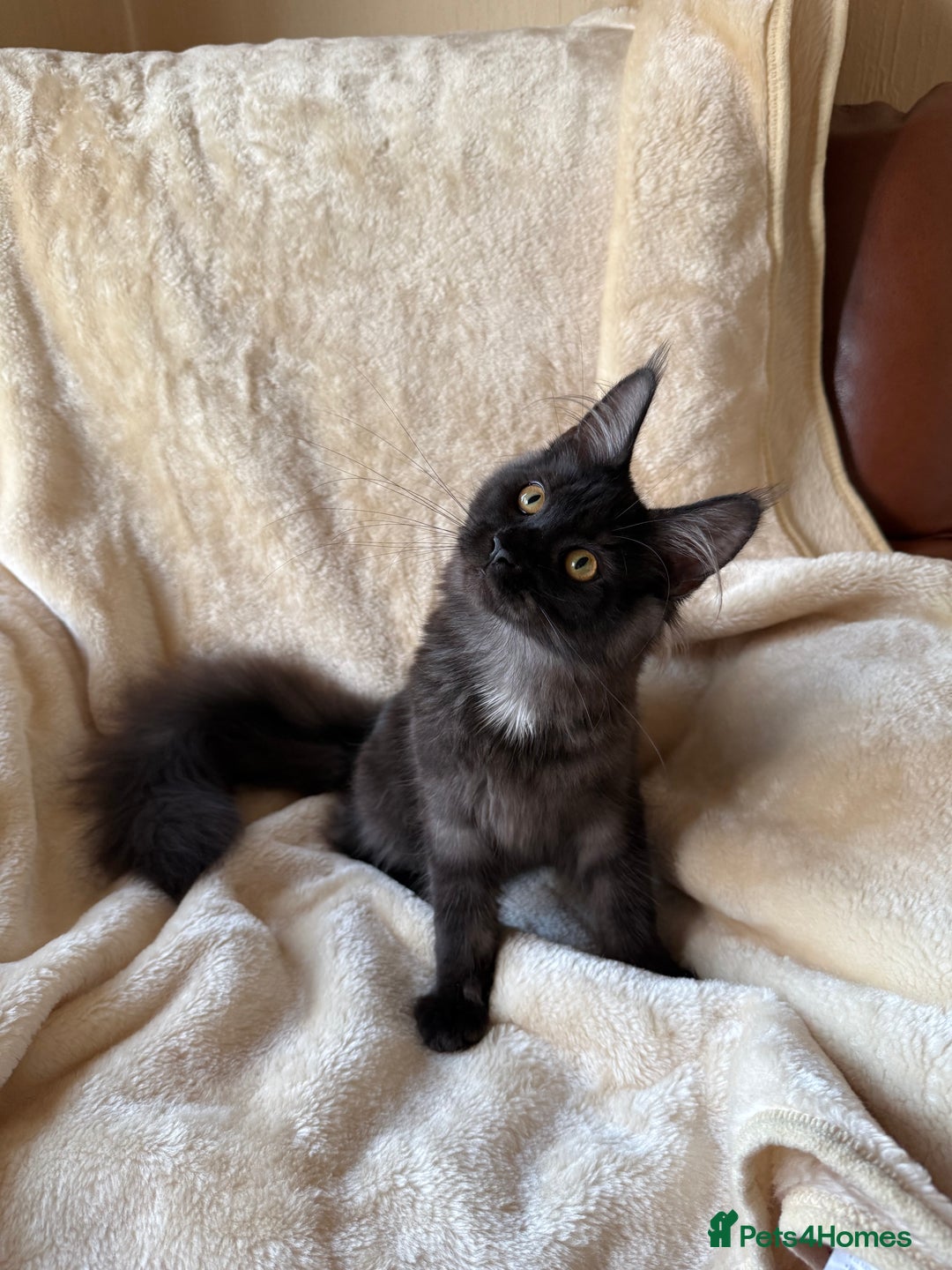 Maine Coon cats for sale: Pedigree GCCF Russian Import line Maine Coons - Advert 27