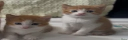American Shorthair cats for sale: Beautiful Kittens ready to leave  - Advert 5