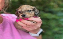 Miniature Dachshund dogs for sale: Cream Litter 5 Star Breeder ⭐️⭐️⭐️⭐️⭐️  - Image 18