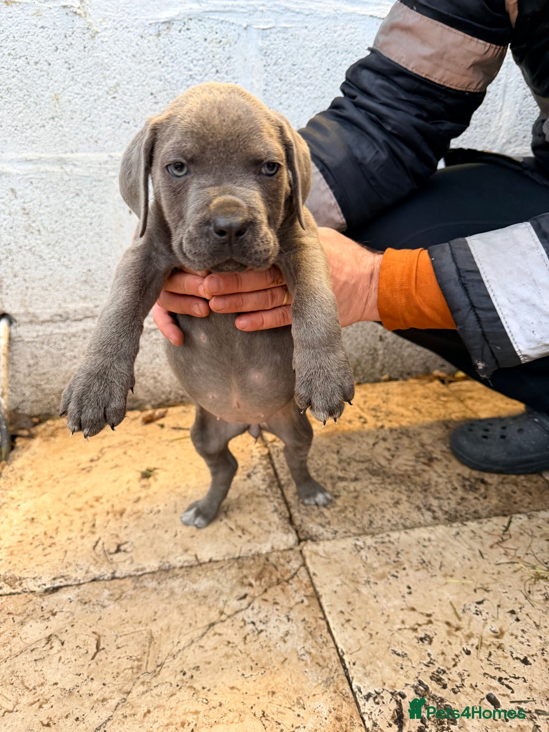 Cane Corso dogs for sale: Beautiful Cane Corso puppies available - Advert 24