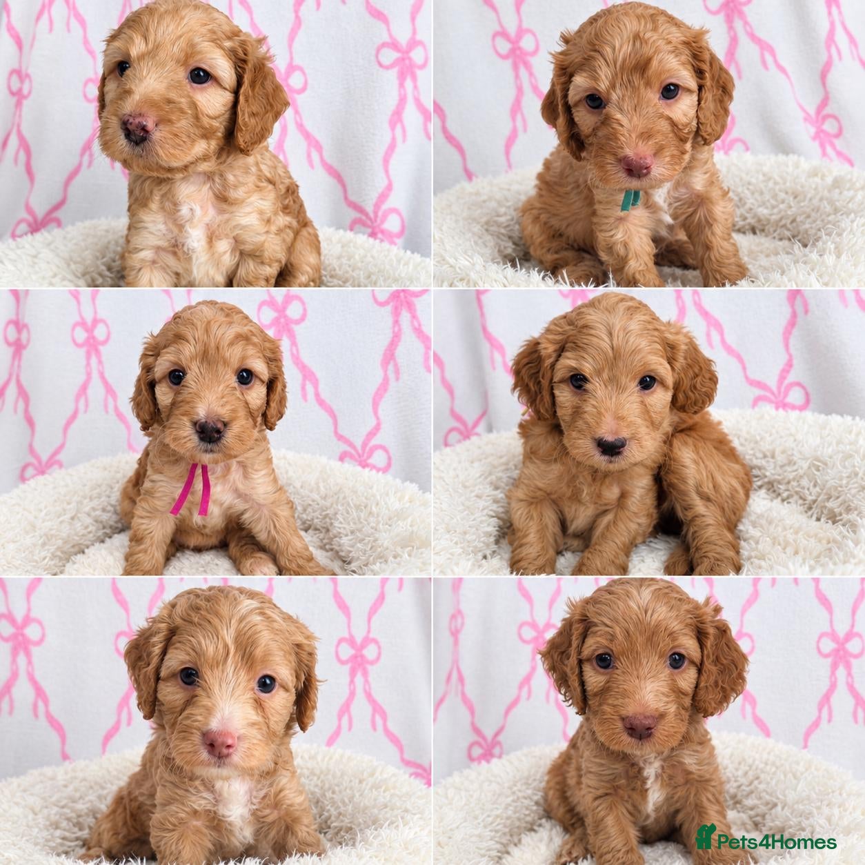 Cockapoo dogs F1 Cockapoo Puppies - Advert 17