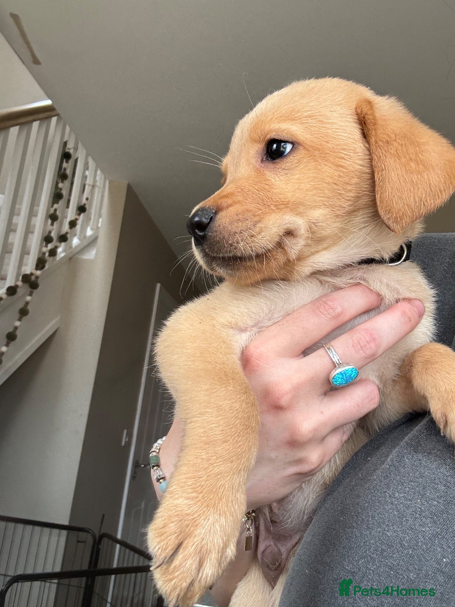 Labrador Retriever dogs Golden Labrador puppy (shorthair) - Advert 13