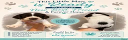 Sprocker dogs for sale: F1 sprocker puppies  in Bargoed - Advert 22