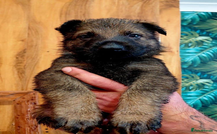 German Shepherd dogs - Advert 1