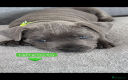 Staffordshire Bull Terrier dogs for sale: Blue Staffordshire bull terrier  - Image 5