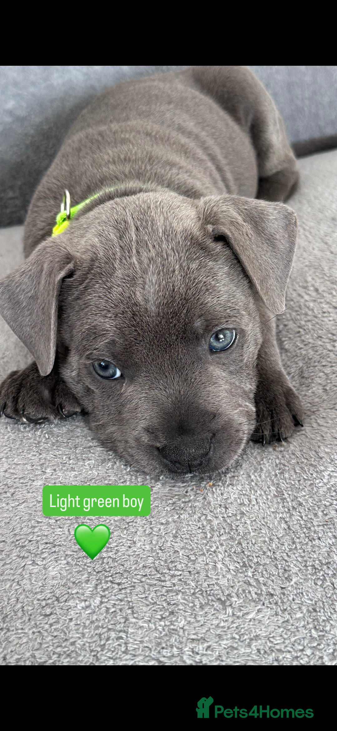 Staffordshire Bull Terrier dogs for sale: Blue Staffordshire bull terrier  - Image 5