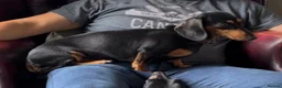 Miniature Dachshund dogs for sale: Miniature Dachshund, London, KC Registered  - Advert 4