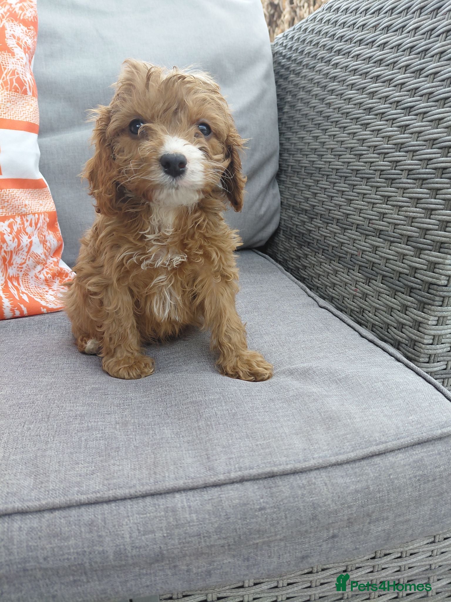 Cavapoo dogs Stunning f1 cavapoos - Advert 14