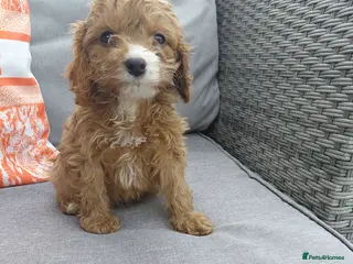 Cavapoo dogs Stunning f1 cavapoos - Advert 14