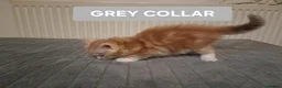 Maine Coon cats for sale: 3 GINGER MAINE COON  KITTENS in Wolverhampton - Advert 12